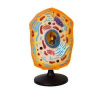 Modèle anatomique d'anatomie cellulaire animale avec pièces amovibles Biologie Salles de classe Aide pédagogique pour laboratoires scientifiques Modèle d'affichage de salle de classe