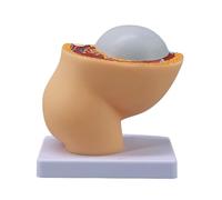 Modèle anatomique d'anatomie pelvienne féminine avec bébé détachable à terme, pour les étudiants en soins infirmiers et les professionnels de la santé, aide pédagogique