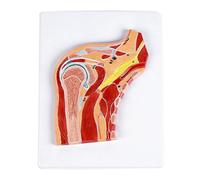 Modèle anatomique d'articulation d'épaule en PVC avec structures ligamentaires musculaires pour entraînement clinique Modèle étudiant