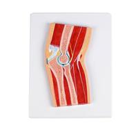 Modèle anatomique d'articulation du coude en PVC réaliste pour l'éducation anatomique, les paramètres cliniques, l'éducation des patients