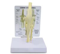 Modèle anatomique d'articulation du genou canin, modèle anatomique artificiel en PVC de taille naturelle, réplique d'articulation du genou, pour l'étude vétérinaire, l'enseignement et la démonstration