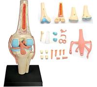 Modèle anatomique d'articulation du genou humain, modèle de genou flexible grandeur nature 1:1, modèles d'articulation du genou avec ligament du genou, 23 pièces détachables,