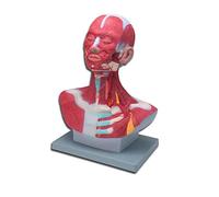 Modèle Anatomique D'Augmentation Des Muscles De La Tête Et Du Cou 1X Modèle Neurovasculaire De La Tête, Muscles Pectoraux, Modèle Musculaire, Modèle Anatomique Des Muscles De La Tête Et Du Cou Humain
