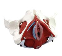 Modèle Anatomique De Bassin Féminin Grandeur Nature, Modèle De Périnée avec Muscles du Sol De Gynécologie Colorés, Cadeau Médical, Modèle De Pubis Et D'organes Amovibles