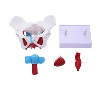 Modèle Anatomique de Bassin Féminin Muscles Pelviens Séparables PVC | Support Pédagogique Compact pour Étudiants en Anatomie et Médecins, Démonstration Claire des Relations Musculaires Lors
