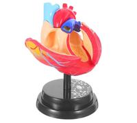 Modèle Anatomique de Cardiaque pour Garçons et Filles, Démontable | Base D'affichage Montée, Manuel Inclus, Usage Scolaire, Plastique Rouge, 19x12x11cm