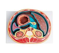 Modèle Anatomique De Cavité Abdominale 1:1 Taille Réelle Coupe Transversale Modèle Anatomique Cavité Abdominale Colonne Vertébrale Thoracique Foie Intestins Et Muscles Section Horizontale