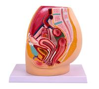 Modèle anatomique de cavité du bassin féminin réaliste pour l'enseignement des milieux cliniques et la formation en soins de santé