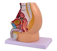 Modèle anatomique de cavité du bassin masculin réaliste pour l'enseignement des paramètres cliniques de l'anatomie pelvienne sagittale