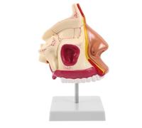 Modèle Anatomique de Cavité Nasale avec Support pour Étudiants | Plastique et Métal, Toucher Réaliste, Démonstration Clinique, pour Cours de Sciences et anatomie