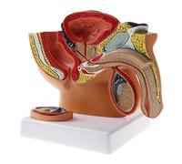 Modèle anatomique de cavité pelvienne masculine 1:2 - Modèle de structure squelette de la prostate du bassin masculin pour l'enseignement - Fournitures de laboratoire et objets de collection - pour
