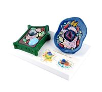 Modèle anatomique de cellules animales et végétales avec pièces amovibles Aide pédagogique pour l'enseignement en salle de classe Modèle d'apprentissage de la biologie interactive
