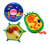 Modèle anatomique de cellules végétales pour démonstration pédagogique, B | Modèle détaillé de l'anatomie des cellules végétales animales pour laboratoire et étude, aide à l'apprentissage en cours de