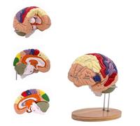 Modèle anatomique de cerveau grandeur nature pour les neurosciences et la psychologie, outil d'apprentissage du cerveau à code couleur détachable pour l'éducation médicale