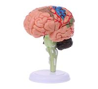Modèle anatomique de cerveau humain démonté 4D, outil d ' enseignement médical, modèles d ' enseignement dans l ' éducation des surdoués
