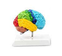 Modèle anatomique de cerveau humain droit à code couleur