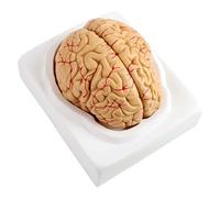 Modèle Anatomique de Cerveau Humain Grandeur Nature, modèle d'artères cérébrales anatomiques à Code Couleur en 8 Parties pour l'enseignement d'affichage d'étude en e