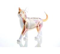 Modèle anatomique de chat 4D Vision - Kit squelette orange avec 28 organes détachables for la formation et l'enseignement vétérinaires