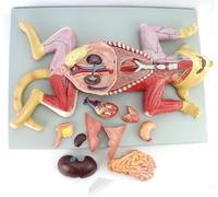 Modèle anatomique de chat avec 10 organes internes détachables, muscles, nerfs, autres structures, kit de modèle d'anatomie du squelette de chat, matériel pédagogique anatomique animal