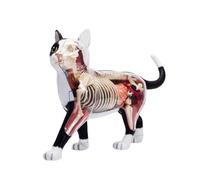 Modèle Anatomique De Chat Et Blanc 4D Simulation D'intelligence De Chat Jouet D'assemblage Modèle D'enseignement D'anatomie Pour Salle De Classe