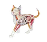 Modèle anatomique de chat orange 4D - Squelette et biologie animale réalistes pour l'enseignement et l'apprentissage médical
