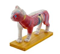 Modèle anatomique de chat pour hôpital et laboratoire - Accessoire pédagogique - Anatomie du chat pour l'acupuncture et la moxibustion - Modèles d'anatomie animale du cœur pour étudiants