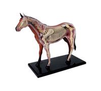 Modèle anatomique de cheval Jouet éducatif médical pour enfants Modèle éducatif avec courtiers de chevaux amovibles et parties du corps Enseignement