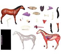 Modèle Anatomique de Cheval, modèles Animaux Amovibles 26 Organes Parties du Corps vétérinaire, Outil de démonstration vétérinaire de leçons de biologie
