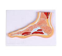 Modèle anatomique de cheville et de pied avec muscles et ligaments détaillés pour l'entraînement clinique et démonstrations amovibles en classe