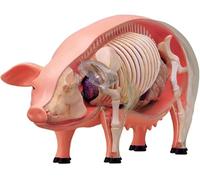 Modèle Anatomique de Cochon 4D, modèle d'anatomie du Squelette, 19 Organes détachables, Parties du Corps, enseignement des Animaux, Outils d'enseignement et d'étude
