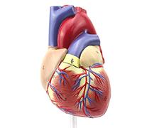 Modèle anatomique de coeur - Modèle de coeur humain anatomique grandeur nature - Modèle détachable en 2 parties Science Anatomie du modèle cardiaque - Pour aide à la formation en éducation médicale