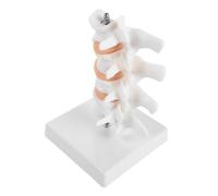 Modèle Anatomique de Colonne Lombaire en PVC pour Démonstration | Blanc, Étude de L’anatomie et Rééducation, Visualisation Osseuse, Aide à Comprendre la Biomécanique