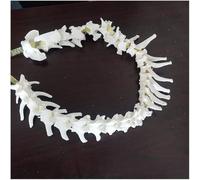 Modèle anatomique de colonne vertébrale de chien, modèle éducatif de colonne vertébrale d'os de squelette canin animal scientifique, for l'enseignement vétérinaire de biologie de e