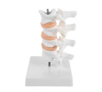Modèle Anatomique de Colonne Vertébrale Humaine PVC Blanc pour Éducation | Comparaison Normale et Ostéoporotique, Guide de Rééducation, Usage en Salle de Soins en Classe