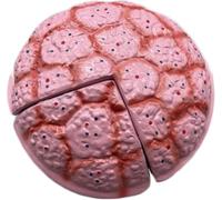Modèle anatomique de cordon ombilical de placenta, modèle d'éducation à l'accouchement féminin grandeur nature avec membranes amniotiques et chorioniques for l'enseignement de l'obstétrique