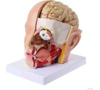 Modèle anatomique de coupe transversale du cerveau en quatre parties