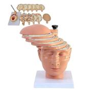 Modèle anatomique de coupe transversale du cerveau humain avec identification numérique, moule CT IRM, 12 pièces