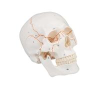 Modèle anatomique de crâne avec marquage blanc numéroté - Modèle didactique pour les études médicales Blanc
