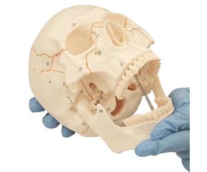 Modèle anatomique de crâne avec marquage blanc numéroté - Modèle didactique pour les études médicales Blanc