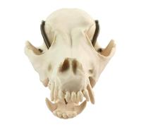 Modèle Anatomique de crâne de Chien - Modèle de tête de crâne de Chien Grandeur Nature - pour l'enseignement Scientifique et la Collection