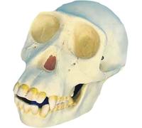 Modèle anatomique de crâne de singe simulé avec mandibule mobile | Réplique de crâne de primate en résine for démonstration d'étude en e biologie et d'anthropologie