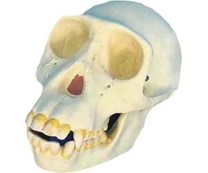 Modèle anatomique de crâne de singe simulé avec mandibule mobile | Réplique de crâne de primate en résine for démonstration d'étude en e biologie et d'anthropologie