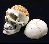 Modèle Anatomique de crâne Humain avec Cerveau - 8 Parties - Anatomie Grandeur Nature pour étude Scientifique, Affichage, enseignement, modèle médical