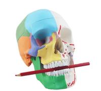 Modèle anatomique de crâne humain grandeur nature amélioré for étudiants en médecine - Idéal for l'étude l'anatomie et les démonstrations pédagogiques