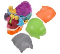 Modèle Anatomique de Crâne Humain Pièces Détachables, Coloré | Plastique, Assemblage Manuel, pour Étudiants en Anatomie et Écoles Médicales, Apprentissage Interactif