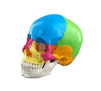 Modèle anatomique de crâne modèle anatomique d ' organe nature anatomie détachable outil d ' apprentissage du crâne démonté modèles d ' anatomie médicale humaine pour la taille réelle médicale