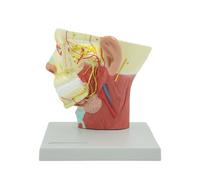 Modèle anatomique de crâne, modèle de tête humaine, demi-tête anatomique humaine, anatomie médicale du cerveau, du cou, section médiane, modèle d'étude du sang nerveux pour l'enseignement et l'apprent