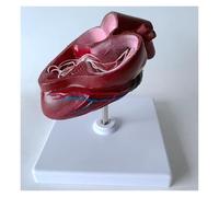 Modèle anatomique de cœur de chien canin, modèle d'anatomie du ver du cœur de chien avec base, aide pédagogique for les organes animaux, for l'enseignement des sciences vétérinaires