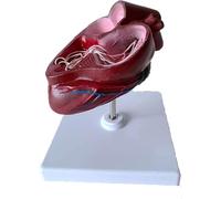 Modèle anatomique de cœur de chien - Modèle éducatif de cœur canin avec base for les cours de sciences et les études médicales