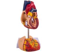 Modèle Anatomique de cœur Grandeur Nature, 2 Parties détachables | Affiche avec précision la morphologie cardiaque normale for l'éducation des patients et en classe